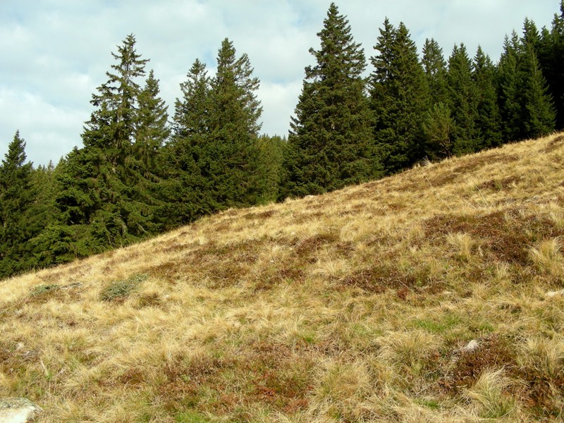 Viva le Hygrocybe!!!